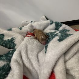 Goldendoodle Puppies from AZ River Doodles