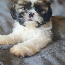 Mimi - Tricolor female Shih Tzu puppy in Stroudsburg, Pennsylvania from Puppyville Pa Shih Tzu & frenchies
