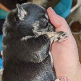 Pomsky Puppies from KP Pomskies LLC
