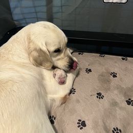 Black - Light golden female Golden Retriever puppy in Montgomery, Texas from Chrysanthos Golden Retrievers