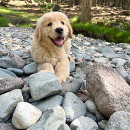 Golden Retriever Puppies from Little Bitta Luck Farms