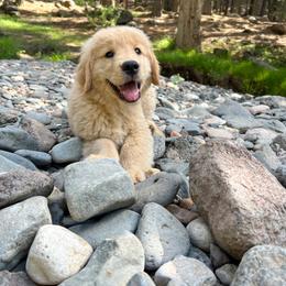 Golden Retriever Puppies from Little Bitta Luck Farms