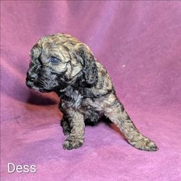 Dess - Black and tan female Cockapoo puppy in Sunset, Louisiana from Cano Cockapoos