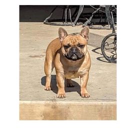 Mia - French Bulldog