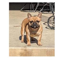 Mia - French Bulldog