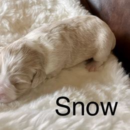 Aussiedoodle Puppies from Sand Creek Ranch Aussiedoodles