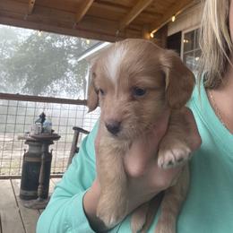 Boy 1 - Dapple male Dachshund puppy in Ponce De Leon, Florida from Brittany's Dachshunds