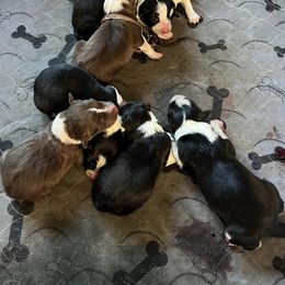 Border Collie Puppies from Border Collie LLC