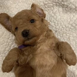 Goldendoodles from Howling Goat Farms and Doodles