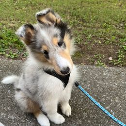 Jack - Blue merle male Collie puppy in Buchanan, Georgia from Lacey's Lassies