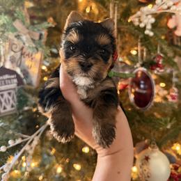 Kobe Christmas Special - Black and tan male Yorkshire Terrier puppy in Georgia from Nalley Kennels