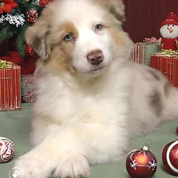 Boy 2 - Australian Shepherd puppy from Northwest Rainbow Aussies and Golden Retrievers