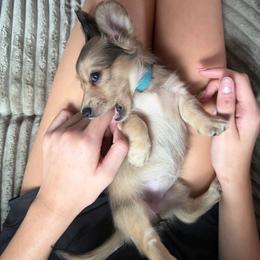 Shaded Cream 4000 LH Girl B - Cream female Dachshund puppy in Fenton, Michigan from Always Darling Dachshunds