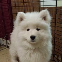 Samoyed Puppies from Wintersong Samoyeds