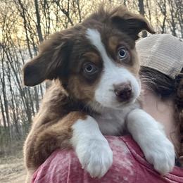 Ivy Rose - Red tri female Miniature Australian Shepherd puppy in Somerset, Kentucky from Natural Life Ranch