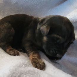 Light Blue - Black and tan male German Shepherd puppy in Pahrump, Nevada from Rayler Kennels