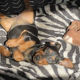 Sas - Dachshund