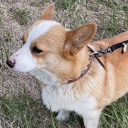 LEGACY - Pembroke Welsh Corgi