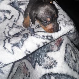 Boy 1 - Chocolate male Dachshund puppy in Gastonia, North Carolina from Lanier’s Little Weenies