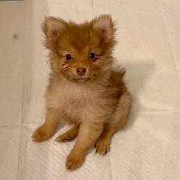 Autumn - Red sable female Pomeranian puppy in Stroud, Oklahoma from Laik’s Little Shihtz & Poms