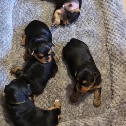 Yorkshire Terrier puppies from Yorkieville - Shih Tzu Nation