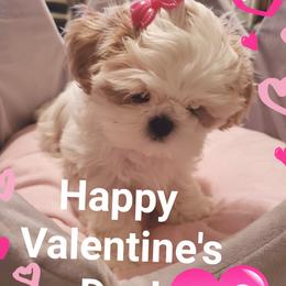 Shih Tzu Puppies from Trinity Shihtzu's So Calif