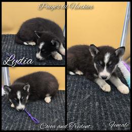 Lydia - Black tan and white female Siberian Husky puppy in Bloomfield, Indiana from Paiges lil huskies