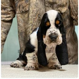 Homer - Black brown and white male Basset Hound puppy in Procious, West Virginia from Basset Bottom Bassets