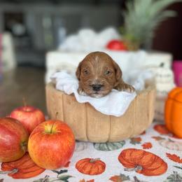Cider - Red  female Goldendoodle puppy in Milan, Georgia from Joe and Dogs