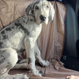 Great Dane Puppies from Dana's Danes