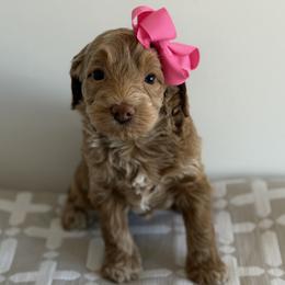 Cinnamon- 4500.00 - Apricot female Goldendoodle puppy in Redmond, Oregon from Bourbon and Lace Doodles