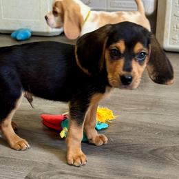 Aragorn - Black and tan male Beagle puppy in Viper, Kentucky from Mountain Top