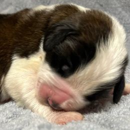 Black collar - Mahogany and white male Saint Bernard puppy in New Philadelphia, Ohio from Fletchers Saints