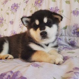 Alaskan Malamute Puppies from ArctiCircle Alaskan Malamutes