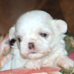 Shih Tzus from Norlea Shih Tzu's