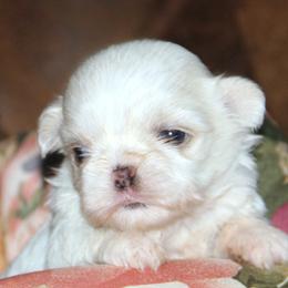 Shih Tzus from Norlea Shih Tzu's