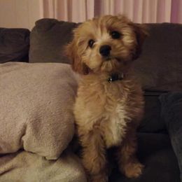 Cavapoo Puppies from Jessie's Puppies