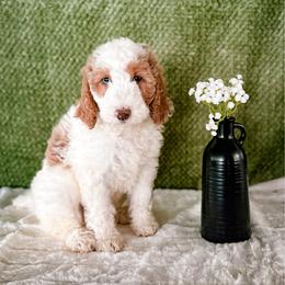 Maisie - Parti female Labradoodle puppy in Elizabeth City, North Carolina from Howdy Doodles