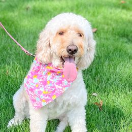 Sophie - Goldendoodle