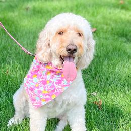 Sophie - Goldendoodle