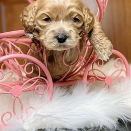 Cavapoo Puppies from SunnySide Mini Doodles