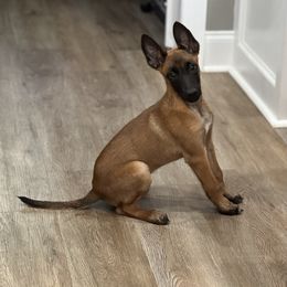 Belgian Malinois Puppies from D&C Kennel
