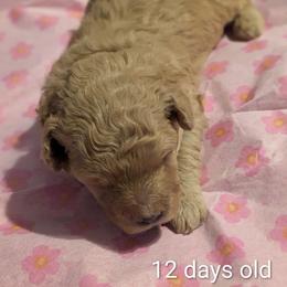 Louise - Apricot female Cavapoo puppy in Lincolnton, North Carolina from Home Sweet Home Puppies