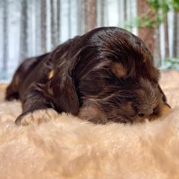 Cocker Spaniel Puppies from Jennifer Dees