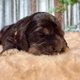 Cocker Spaniel Puppies from Jennifer Dees