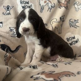 Boy 1 - Liver and white male English Springer Spaniel puppy in Las Vegas, Nevada from Legacy