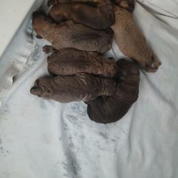 Boy 3 - Light brown male Chesapeake Bay Retriever puppy in Laporte, Minnesota from Northern Odyssey Gun Dogs