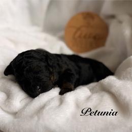 Girl 1 - Phantom female Bernedoodle puppy in Pottstown, Pennsylvania from Willow-Be Doodles
