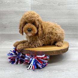 Posh - Red female Cockapoo puppy in Beresford, South Dakota from DAKOTA DOOD RANCH