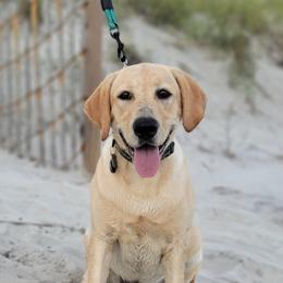 Labrador Retrievers from Blue Creek Labradors